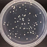 微生物