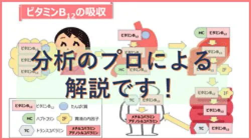 【ビタミン解説シリーズ】もっと知りたいビタミンB12セミナー