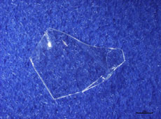 プラスチック片の外観写真