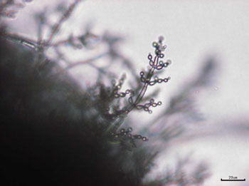 写真-4　Cladosporium 属
