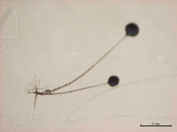 写真-6　Rhizopus 属