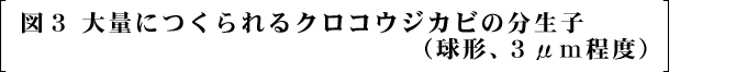 図３　大量につくられるクロコウジカビの分生子（球形、３μｍ程度）