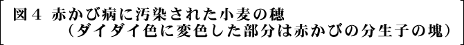 図４　赤かび病に汚染された小麦の穂（ダイダイ色に変色した部分は赤かびの分生子の塊）