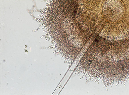図４　赤かび病に汚染された小麦の穂（ダイダイ色に変色した部分は赤かびの分生子の塊）