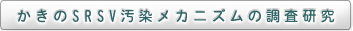 かきのSRSV汚染メカニズムの調査研究