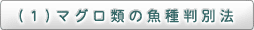 （1）マグロ類の魚種判別法