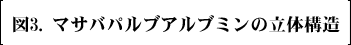図3. マサバパルブアルブミンの立体構造