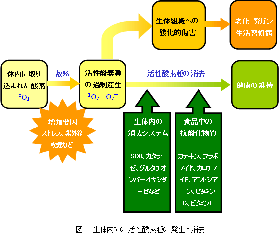 図１　生体内での活性酸素種の発生と消去