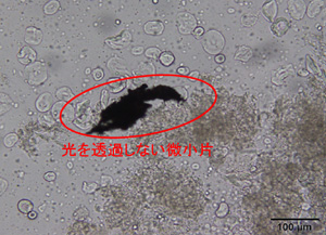 図2:光学顕微鏡写真