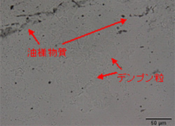 図7:顕微鏡写真