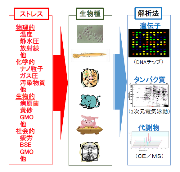 図1.ストレス応答の網羅的解析