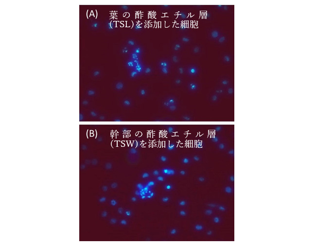 香椿の葉の酢酸エチル層(TSL)および幹部の酢酸エチル層(TSW)(100 μg/mL)を添加した細胞の形態(細胞はHoechst 33342で染色した)