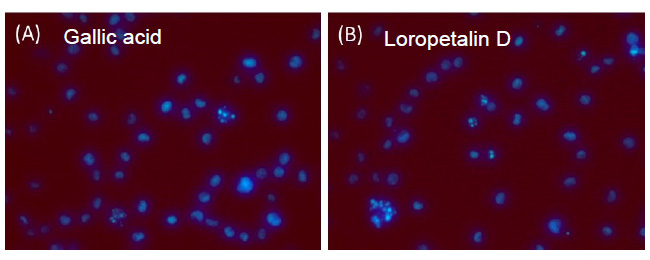 Gallic acid(A)およびLoropetalin D(B)(50 μM)を添加した細胞の形態(細胞はHoechst 33342で染色した)