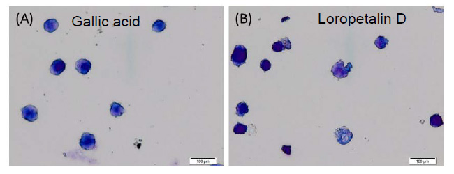 Gallic acid(A)およびLoropetalin D(B)(50 μM)を添加した細胞の形態(細胞はギムザ染色した)