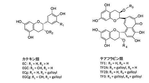 図3.茶カテキン類と紅茶テアフラビン類の基本構造