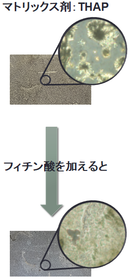 図2　ITOスライドグラス表面でのマトリックス結晶